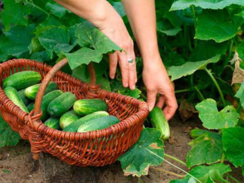 Краставиците са много здравословни, нискокалорични зеленчуци