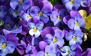 Purple pansies are shown in the picture