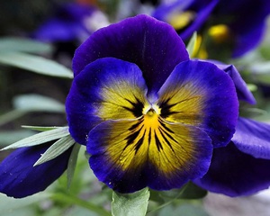 Flower close-up - Pansies