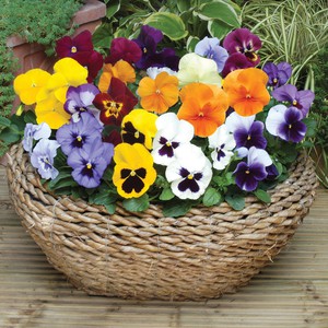 A flowerbed with the addition of pansies looks even more interesting