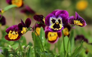 Groeiende bloemen - viooltje zorg