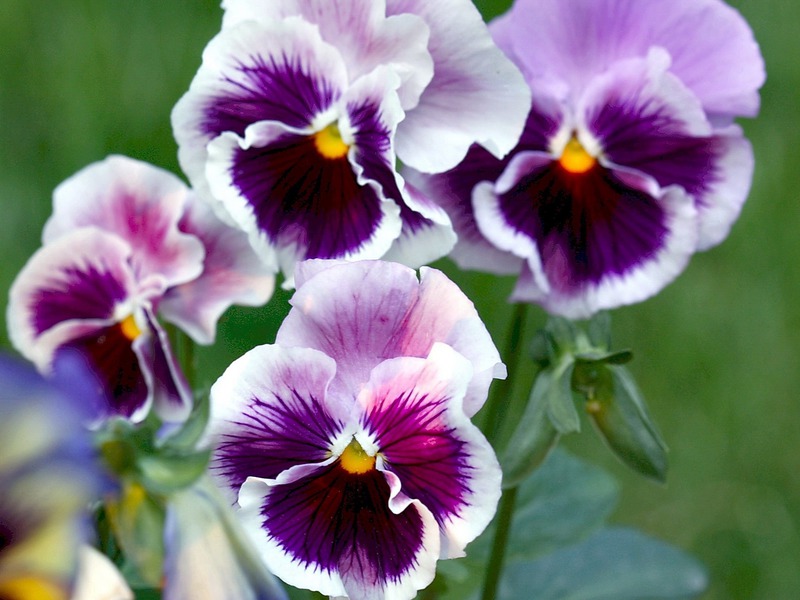 Viola is sometimes called the well-known Pansies