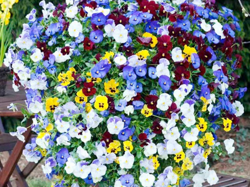 Violet tricolor or pansies in the photo