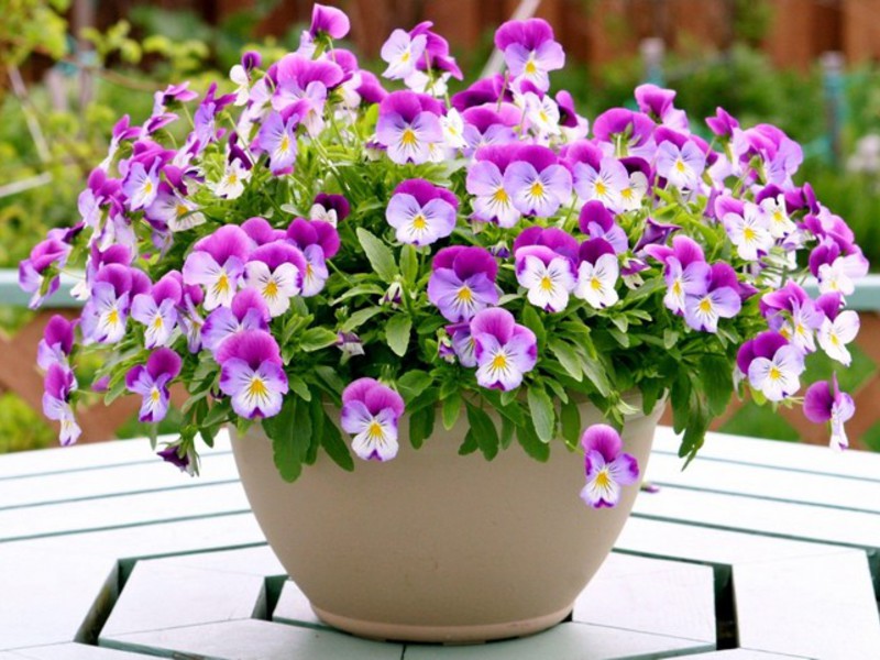 Viola flowers (pansies) will delight you in the same year that you planted them.