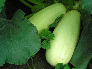 Menanam zucchini di tanah terbuka