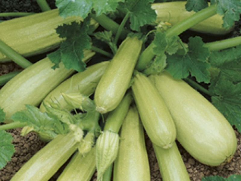 What is the best zucchini variety
