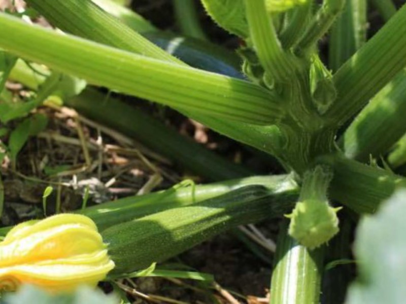 Come piantare le zucchine