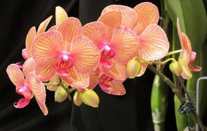 Много красиви орхидеи цветя