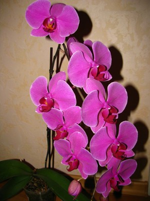 Цвете орхидея Phalaenopsis - снимка