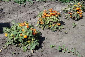 Добивът на домати зависи до голяма степен от сорта.