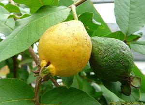 Guayava: il frutto della guava è mostrato nella foto