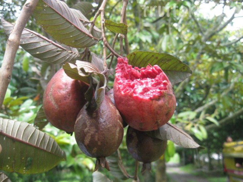 Come cresce la guava?