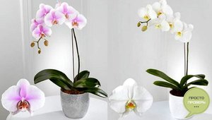 Домашните орхидеи рядко цъфтят, но са невероятно красиви