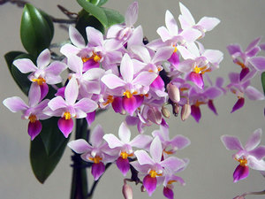 Орхидеята Phalaenopsis расте добре в апартамент