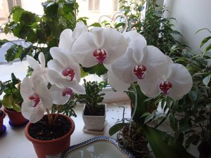Домашните орхидеи ще ви радват няколко години