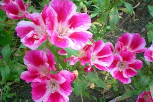 Kukkiva godetia on hyvin kaunis - suuret kirkkaat kukat herättävät huomiota.