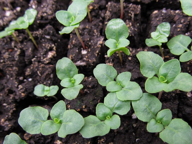 Gordetia ontspruit in de grond - planten met zaden.