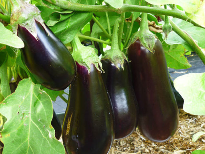 Maagang mga eggplants sa site - pag-aani