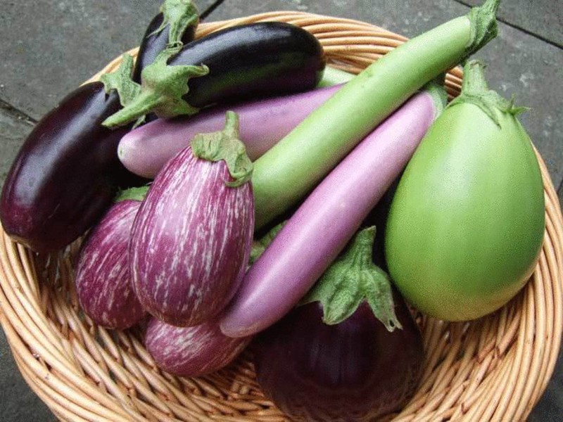 Cultiver des aubergines - ce qu'il est important de savoir