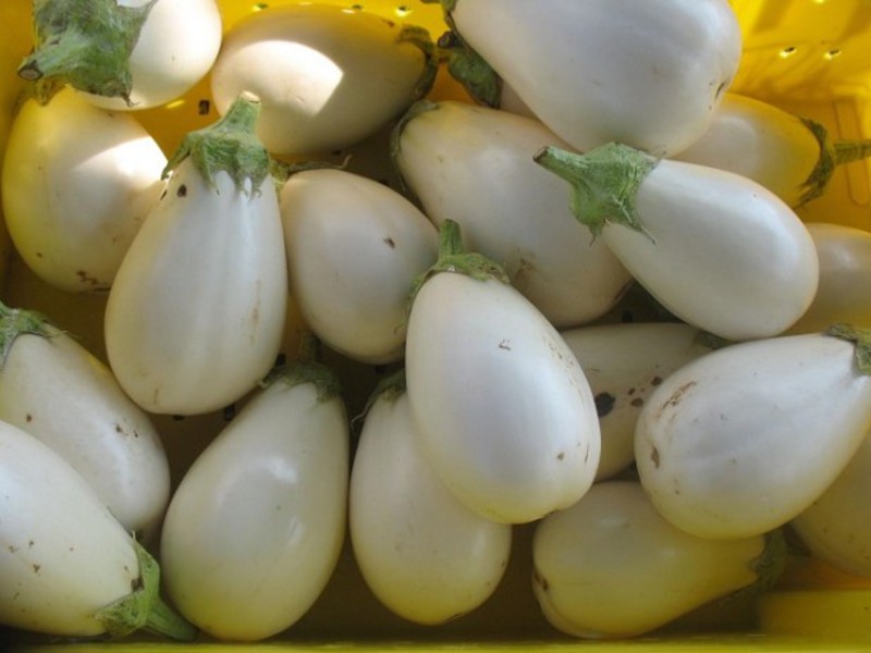 Det er ikke bare mørke, men også hvite eggplanter.