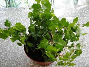 Tumbuhan rumah ivy