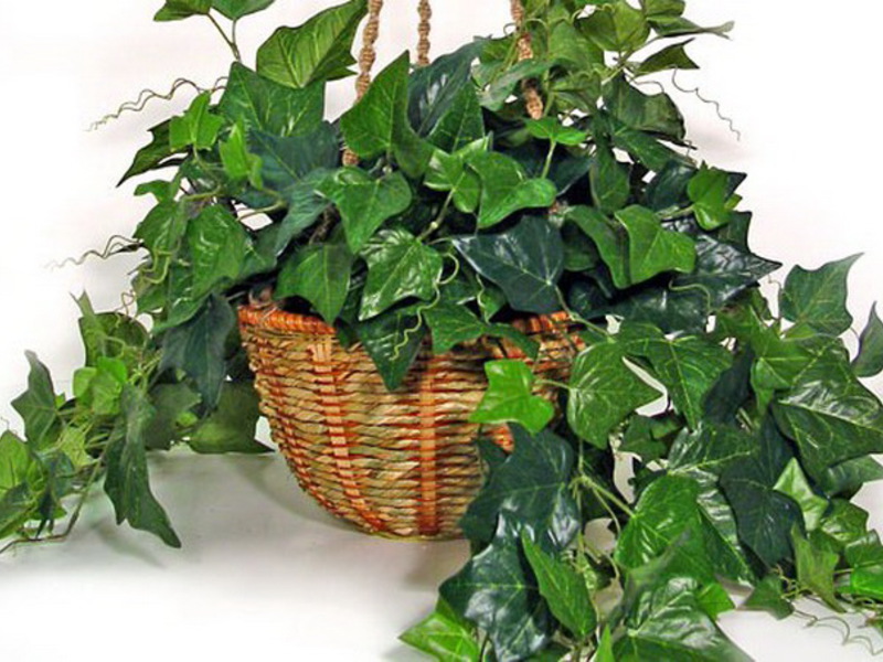 Mga uri ng panloob na ivy