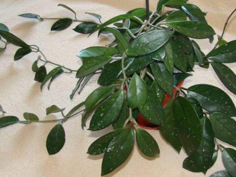 Mga uri ng panloob na ivy