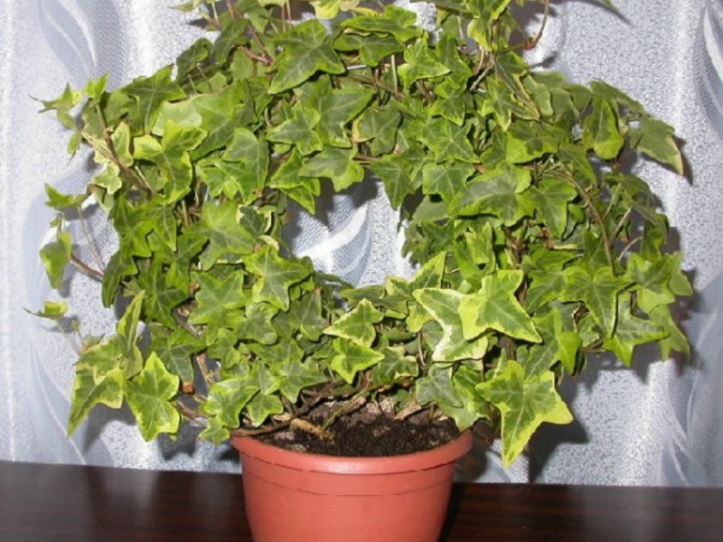 Paano pangalagaan ang ivy