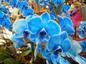 Blå blommaorkidé