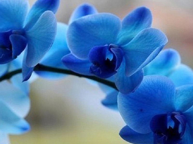 Синьо цвете орхидея
