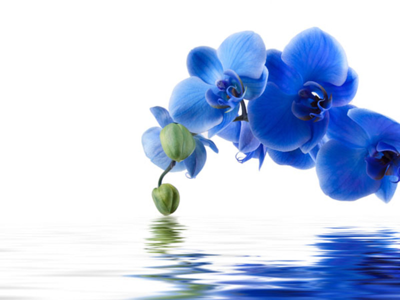 Синя орхидея