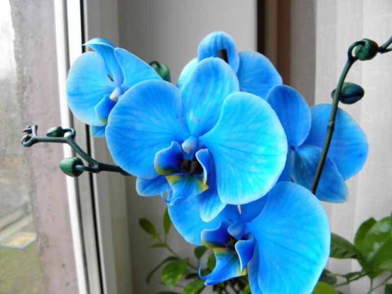 Различни цветове на орхидеи