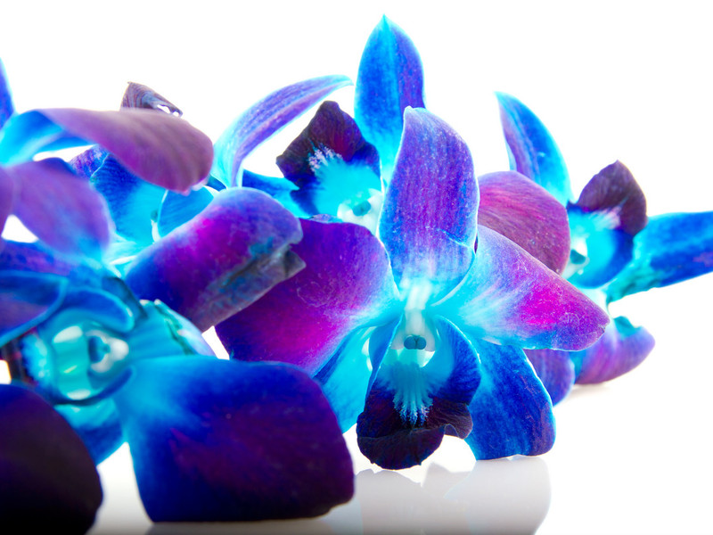 Характеристики за грижа за орхидеите
