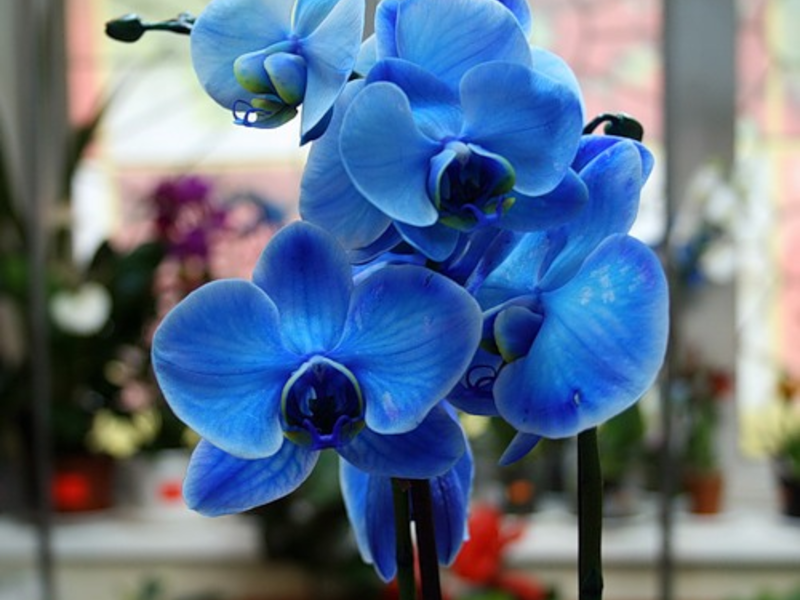 Домашна орхидея