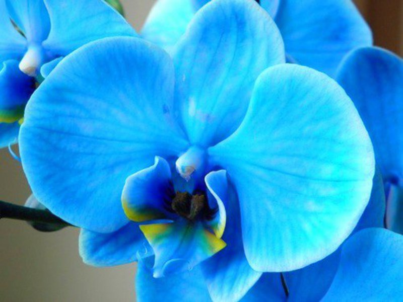 Стайна растителна орхидея