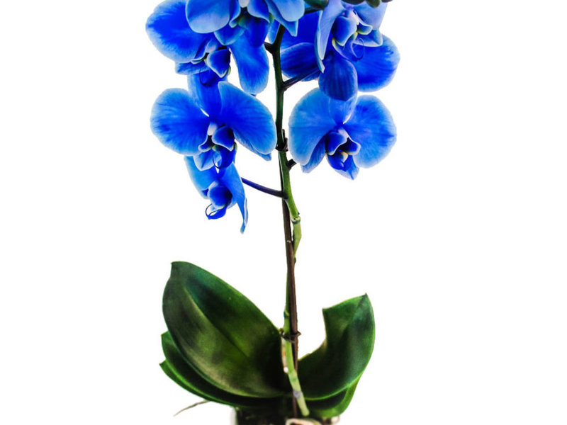 Синя орхидея