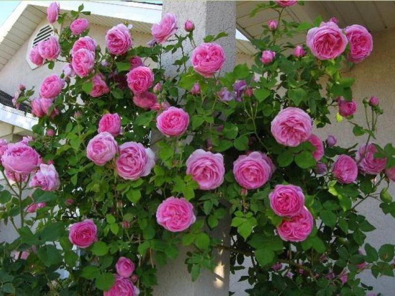 Сортове роза флорибунда