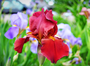 Iris-lajikkeet