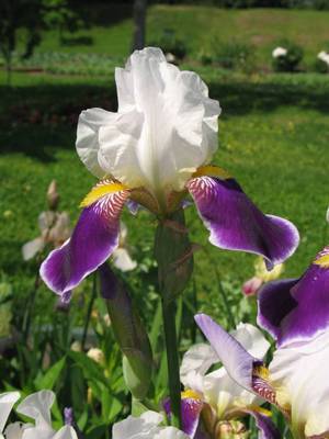Iris kleuren