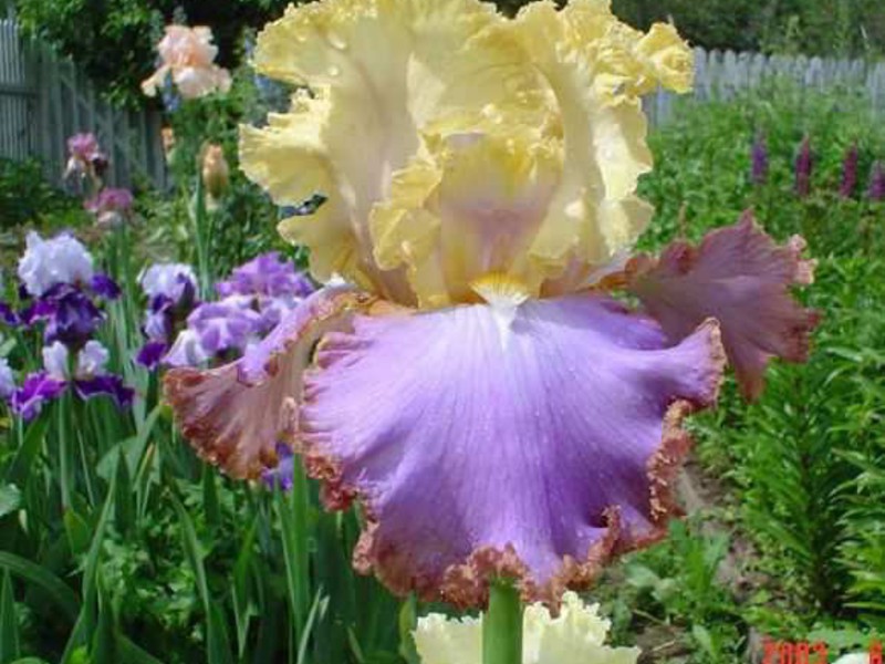 Fiore di iris