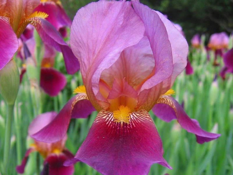 Peraturan untuk menanam dan merawat iris