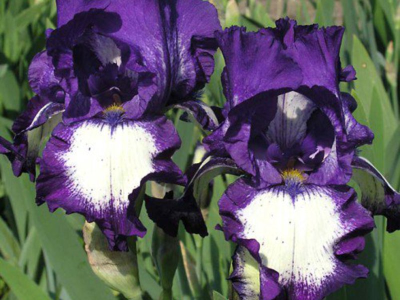 Planting og stell av iris