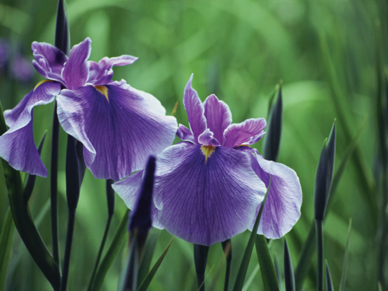Hermosas flores de iris