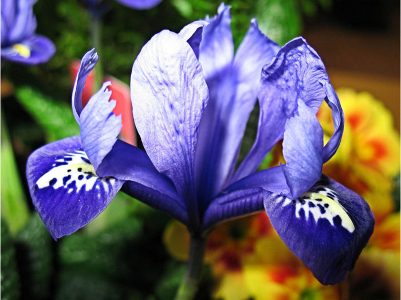 Iris đa dạng