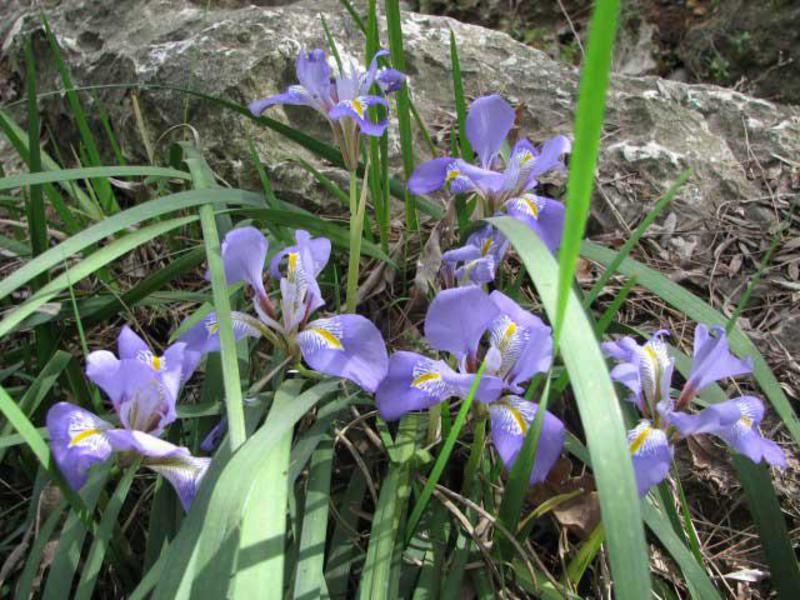 Iris en crecimiento