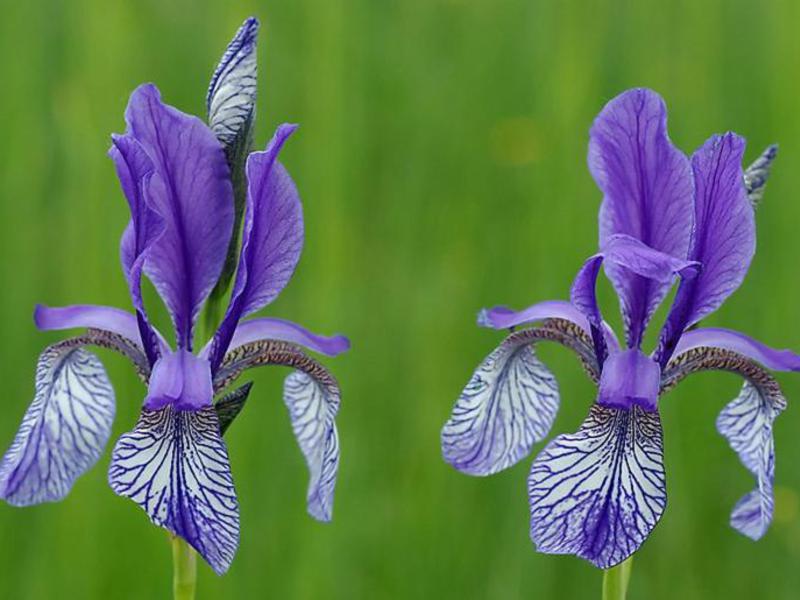 Màu Iris