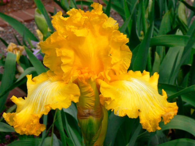 Funksjoner av voksende iriser