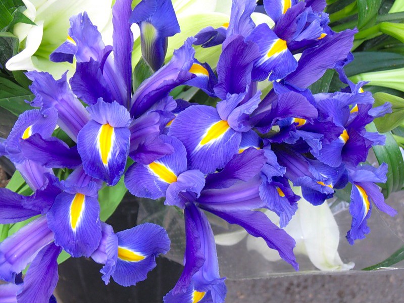 Iris pflanzen und pflegen