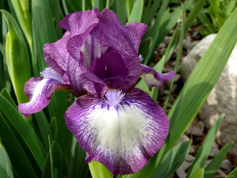 Flori frumoase de iris