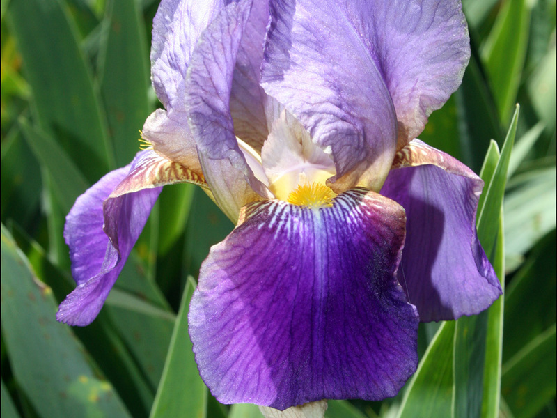 Description de la fleur d'iris